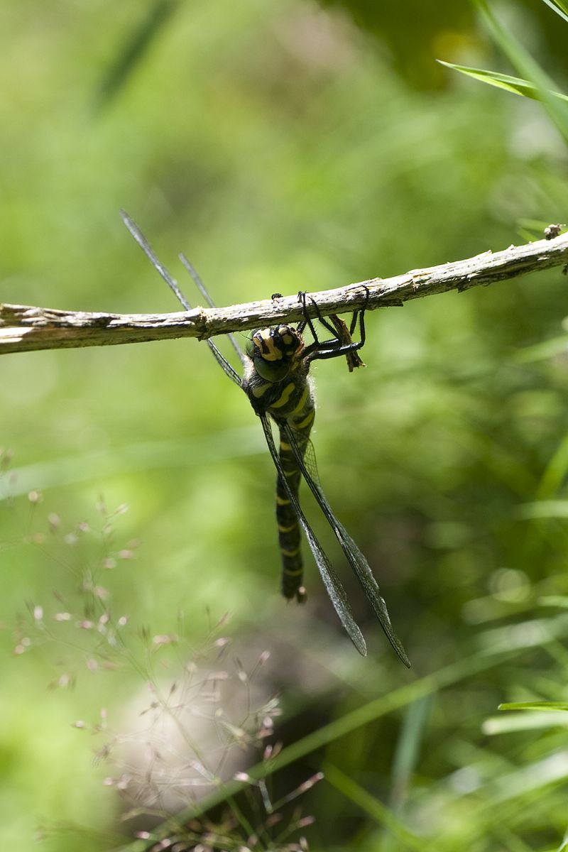 Libellula austriaca: Cordulegaster bidentata